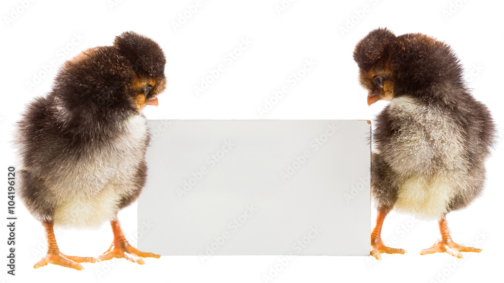 Sticker Fluffy Chicks