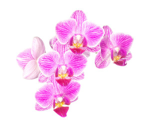Naklejka na ściany i meble orchid flower on white background