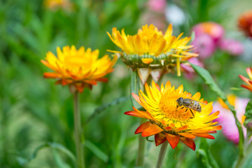 Yellow Straw flower, Everlasting,flowers
