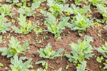 Young plants