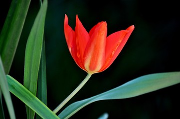 Fototapeta premium elegant red tulip