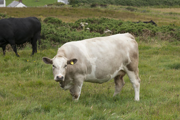 White cow in field