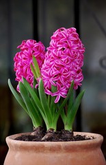 elegant pink hyacinths on round clay pot 