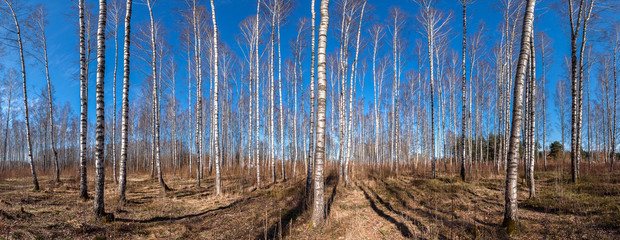 Panorama of autumn birch forest. - 104197332