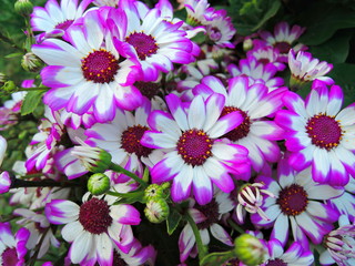 Purple and white  cineraria flowers