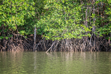Mangrove at low tide revealing trees roots