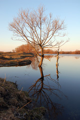 Весна отражение дерева в воде озера