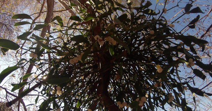 the Flowers and Leaves of Mistletoe Are Shaking in the Wind