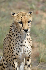 Naklejka na ściany i meble Africa. Namibia. Cheetah
