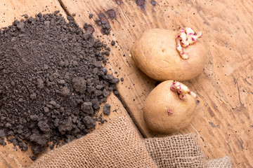 Sprouted potatoes on an old wooden rustic table - selective focus, copy space