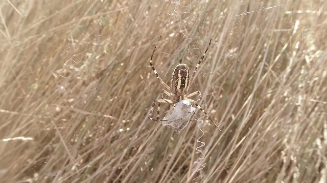 Spider Keeps Paws His Victim Wrapped in a Cocoon of Cobweb
