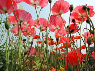 Obraz premium A view of red poppy flowers from below