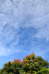 blue sky and tree