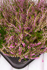 heathers in pots - shallow depth of field