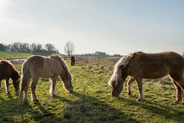 Obraz premium Icelandic horses grazing in a Dutch nature reserve