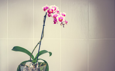 Beautiful phalaenopsis multiflora orchid in a pot on grey tiles