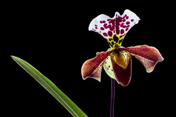 Paphiopedilum Orchid Bloom on black background