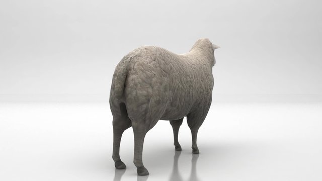 Pecora Ovino Pascolo