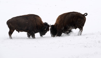 who is the strongest? 2 buffalo bulls fighting in the snow