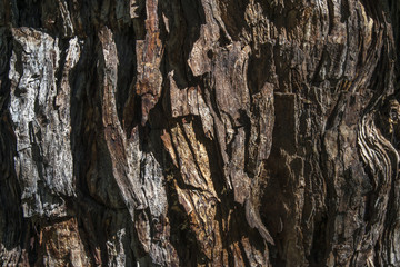 bark of tree