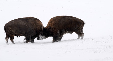 only one will win, 2 buffalo bulls fighting in the snow