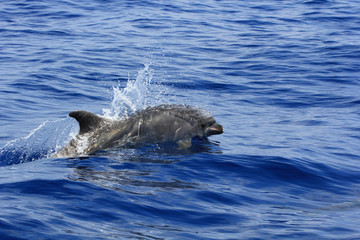 Obraz premium Grand dauphin surfant