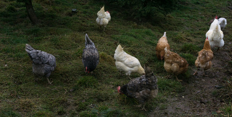 hens fair farm free running. cock