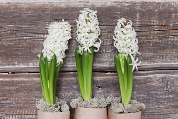 white hyacinth on a wooden background