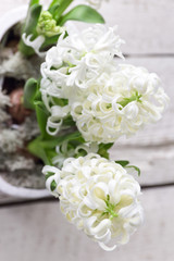 white hyacinth on a wooden background