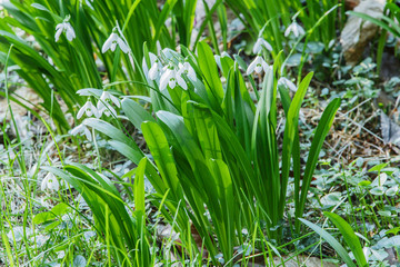 beautiful fresh snowdrops in forest  early spring 