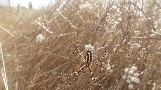 Spider With Victim, Gotted in Web, Swaying in Wind