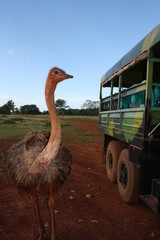 Ostrich near safari truck