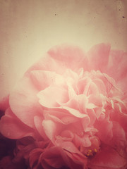Pink camellia closeup