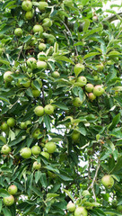 tree with green apples
