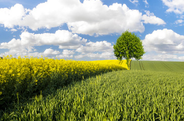 Kolorowe pole wiosną i zielone drzewko na tle błękitnego nieba - obrazy, fototapety, plakaty