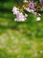 tree with beautiful pink blossoms 