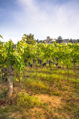 Fototapeta na wymiar Shrubs grapes before harvest. Chianti, Tuscany, Italy