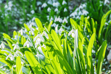 beautiful fresh snowdrops in forest  early spring 