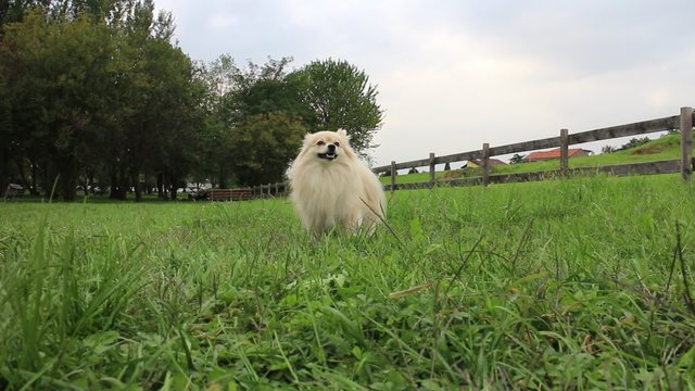 Volpino spitz