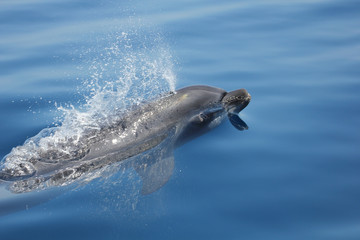 Grand dauphin respirant