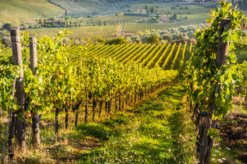Fototapeta na wymiar Shrubs grapes before harvest. Chianti, Tuscany, Italy