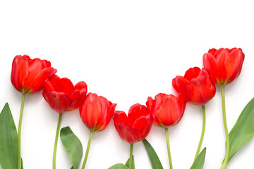 Red tulips. Flowers background