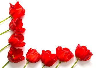 Red tulips. Holidays Flower background