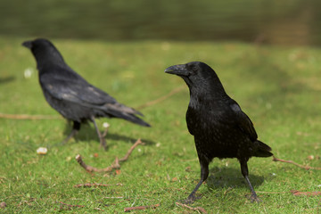 Carrion Crow