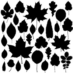 Vector set of leaves silhouette