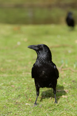 Carrion Crow