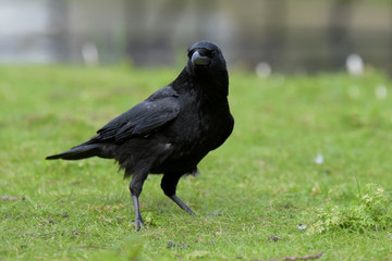 Carrion Crow