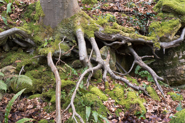 Exposed roots of a beech tree (Fagus sylvatica). A large deciduous tree showing roots, growing on a slope in a British woodland