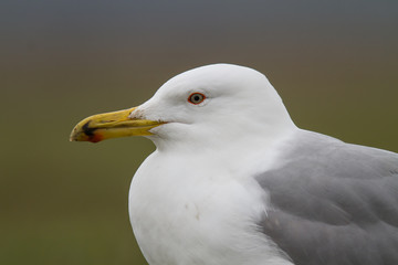 Gull