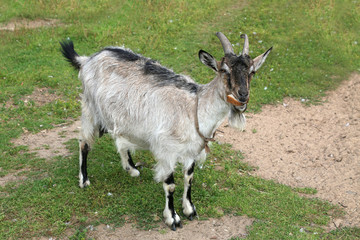 Goat home. Shooting outdoors, farm animals.